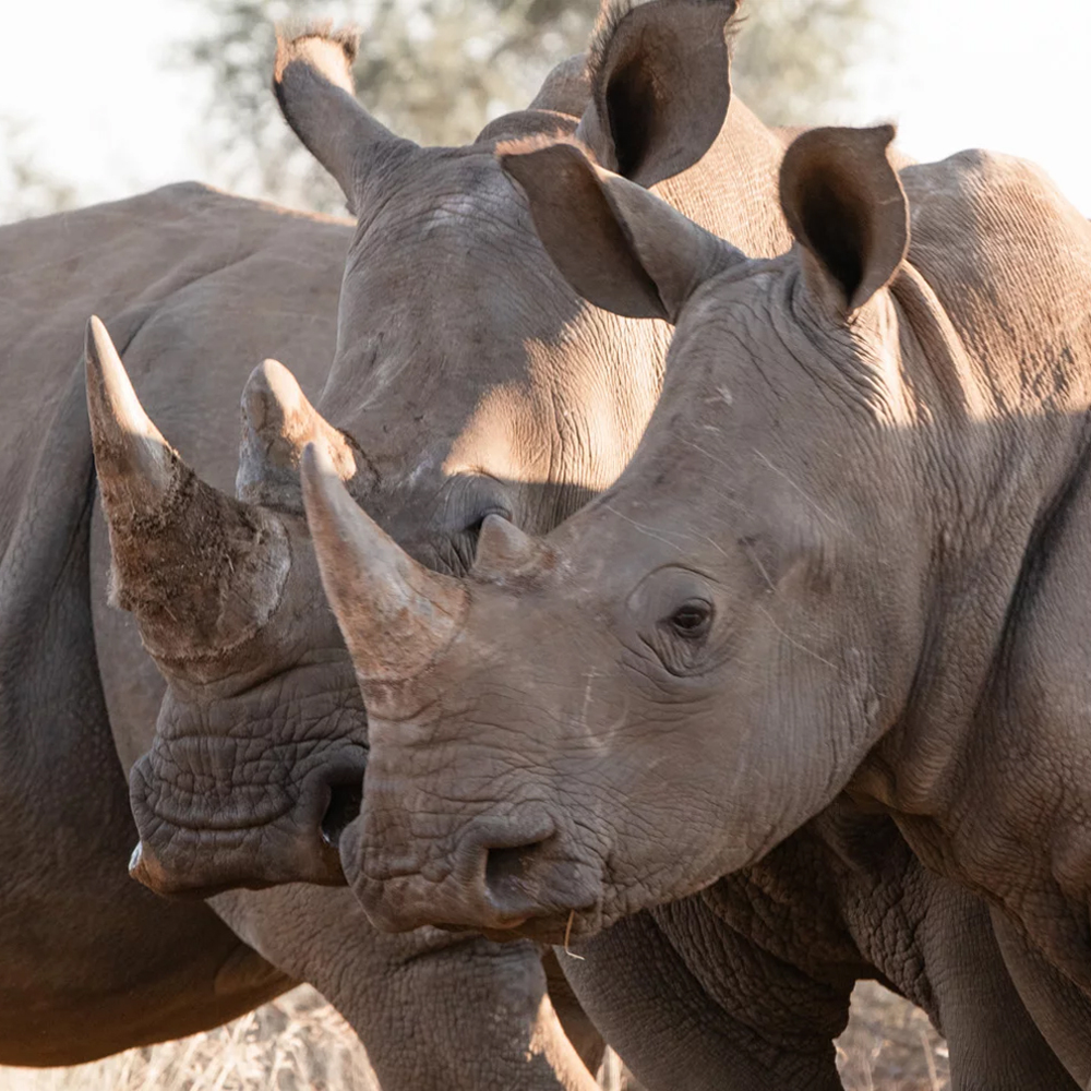 Rhino Sanctuary Namibia