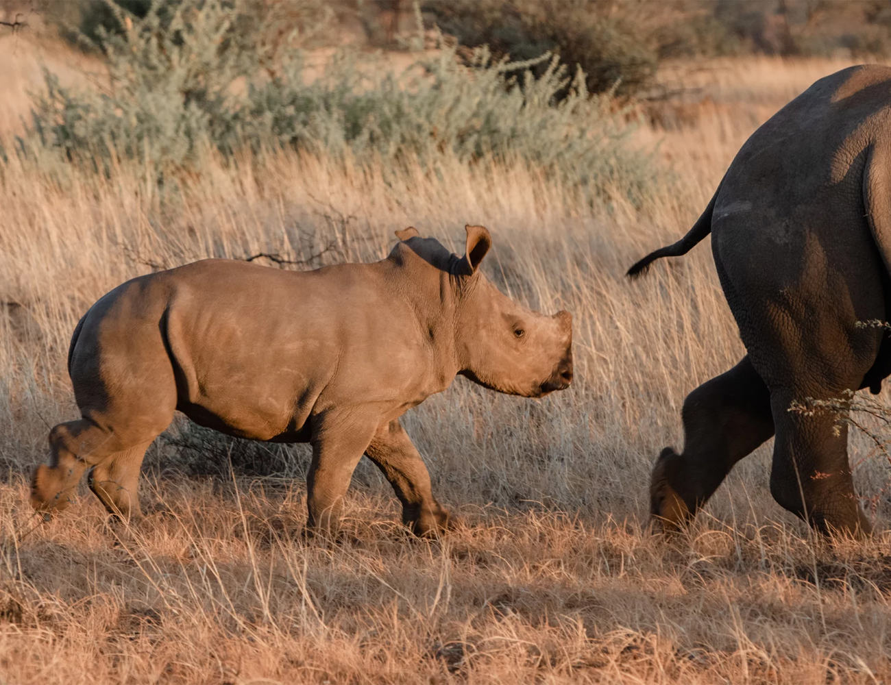 Rhino Sanctuary Namibia