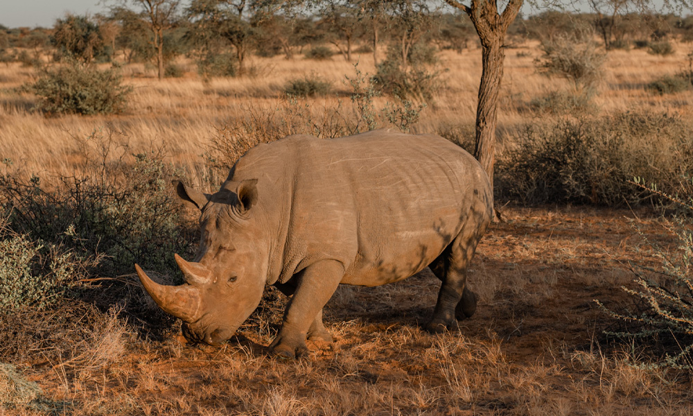 Rhino Sanctuary